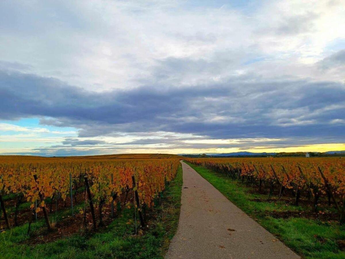 3 Stars Domaine Des Vignes - Kaysersberg Vignoble Sigolsheim Exterior foto